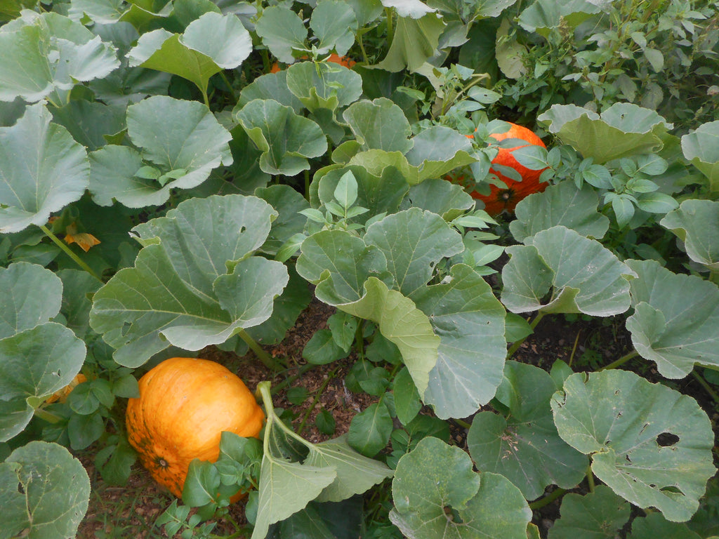 Pumpkin-Cinderella (Organic)