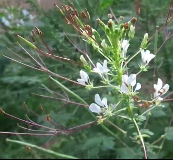 Spider flowerseeds Canadian Organic Seed Company
