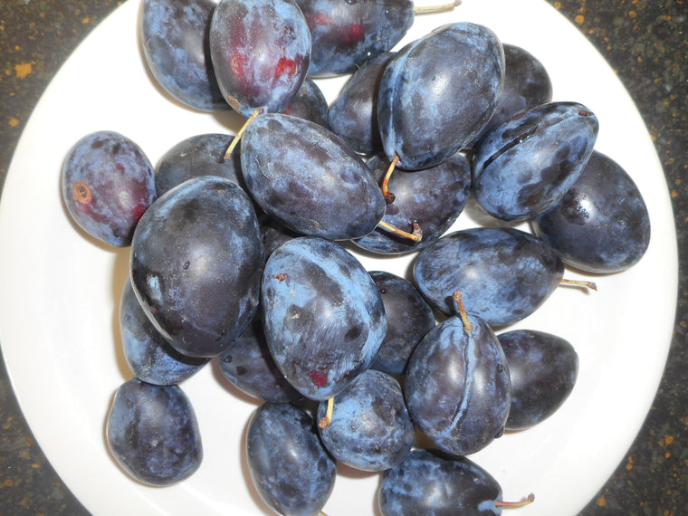 Hardy Purple plum