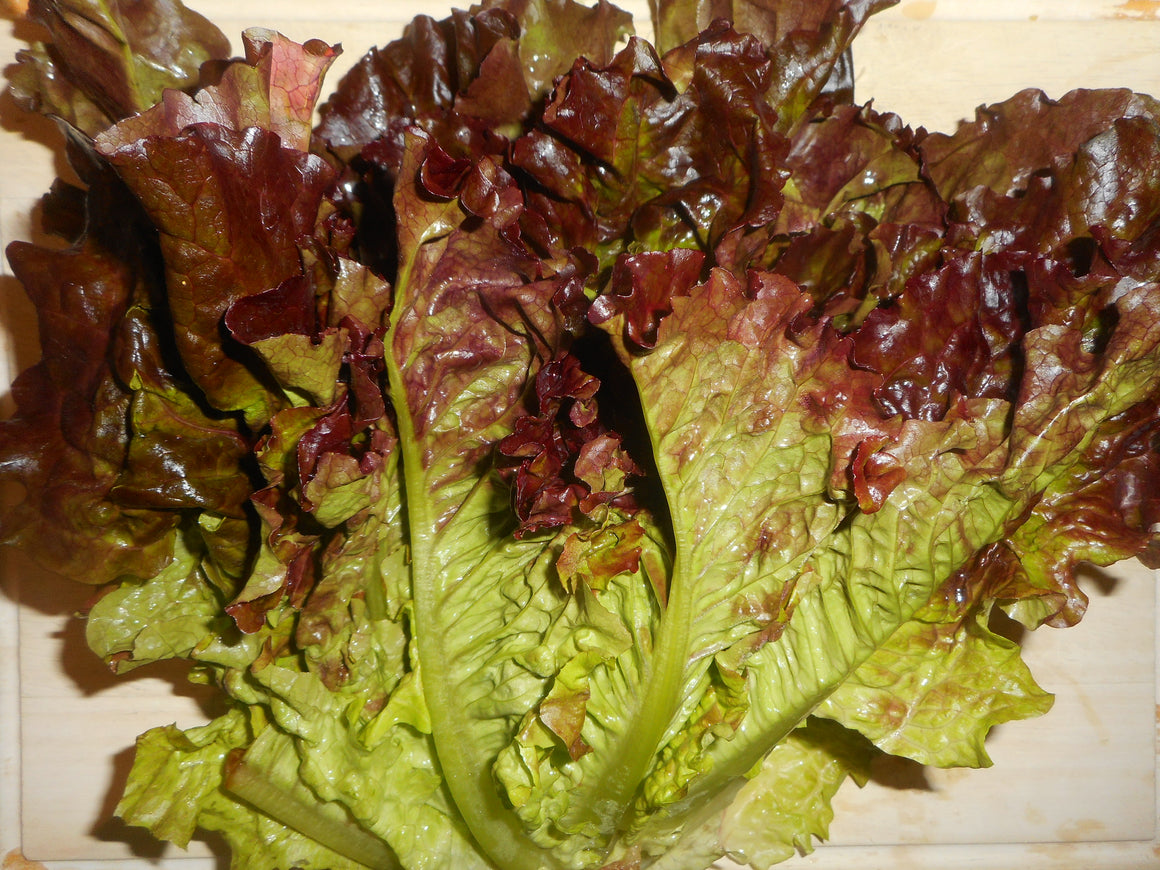 Lettuce-Burgundy Supreme-pelleted