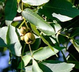 Shagbark Hickory- nuts