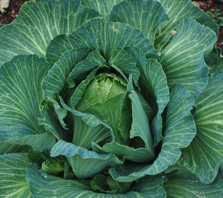 Cabbage-Early