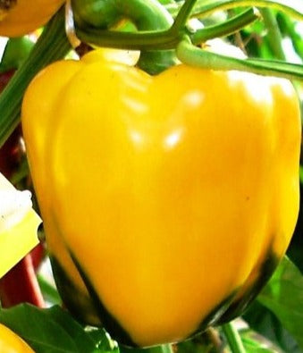 Pepper-Golden Wonder (Organic)