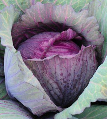 Cabbage-Early Purple