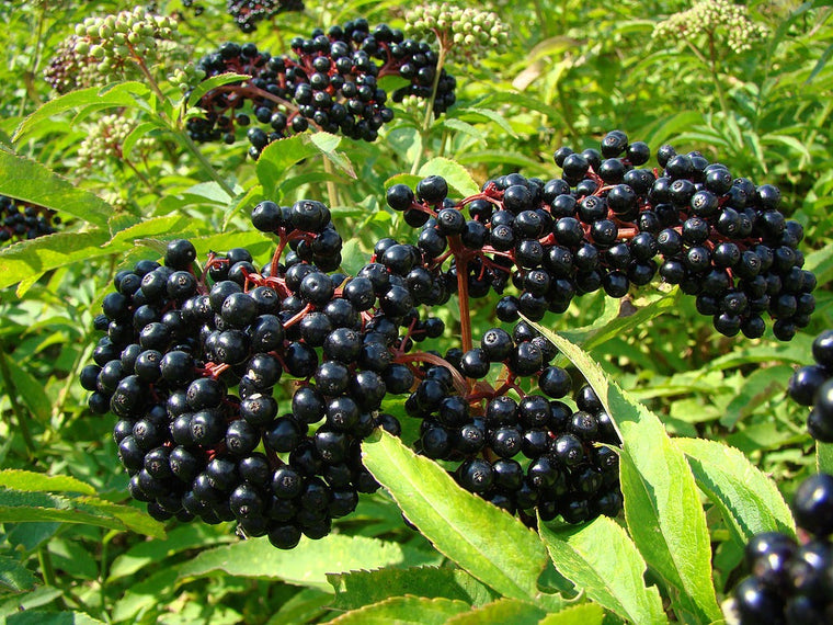 Black Elderberry-seeds
