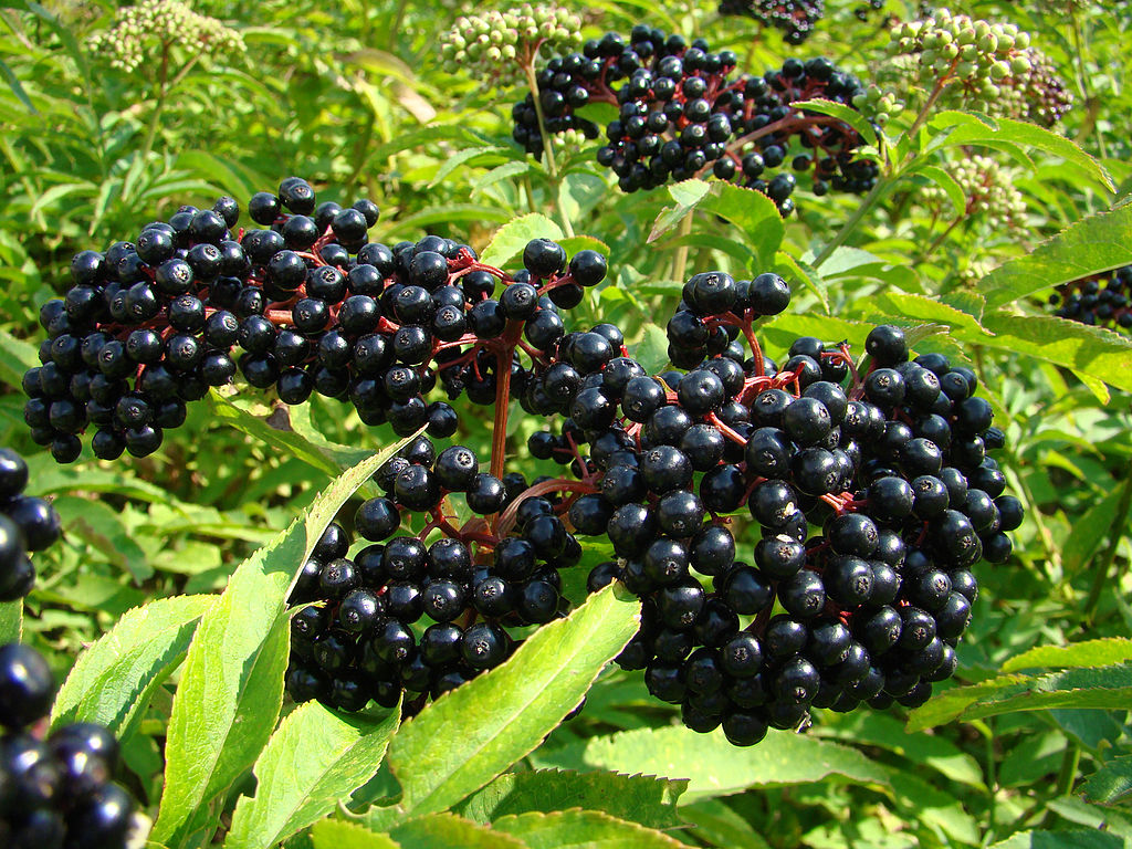 Black Elderberry-3' foot sapling