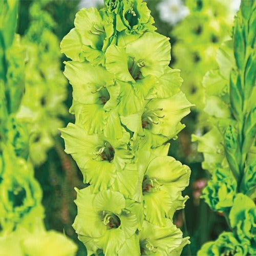 Gladiolus-Evergreen novelty