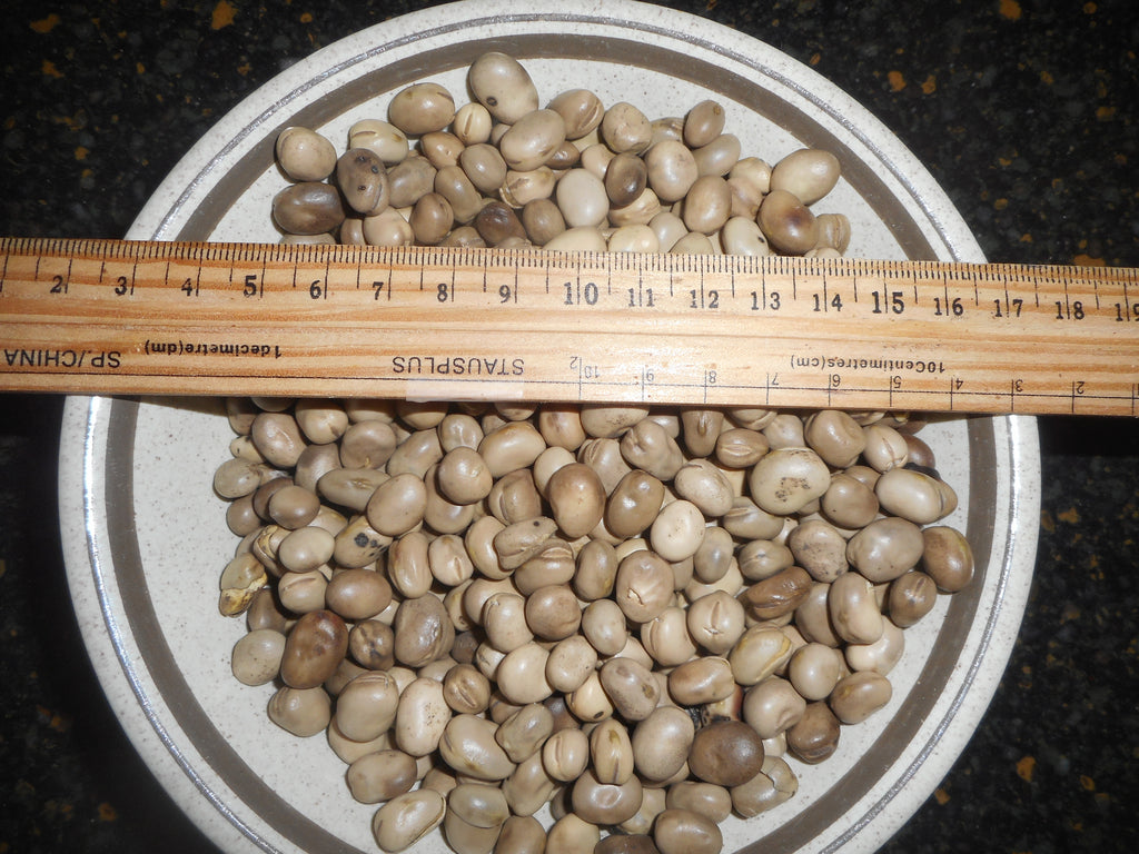 Fava bean- 1 pound