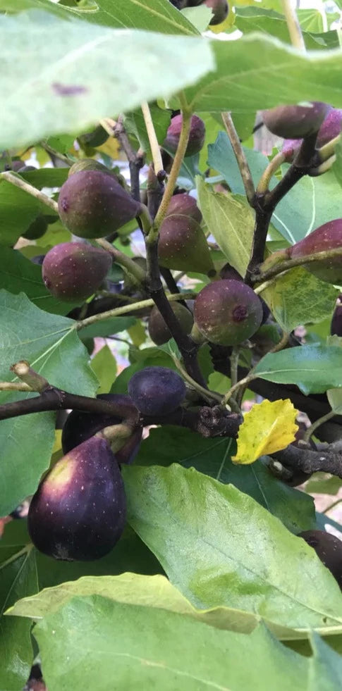 Fig-Violette de Bordeaux-plant