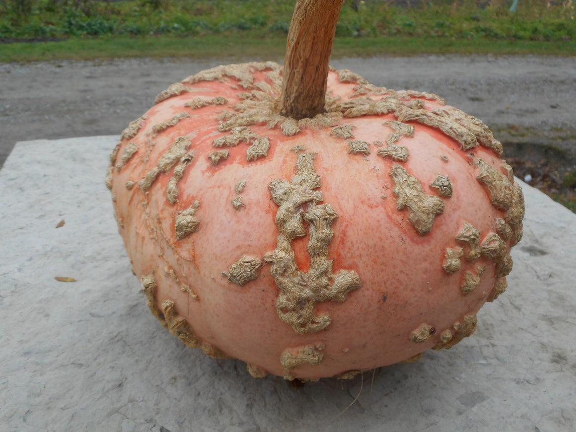Pumpkin-Galeux d'Eysines (Organic)