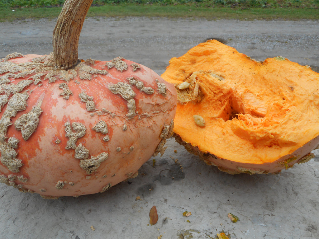 Pumpkin-Galeux d'Eysines (Organic)