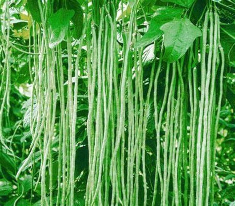 Bean-Asian Green Noodle (Organic)