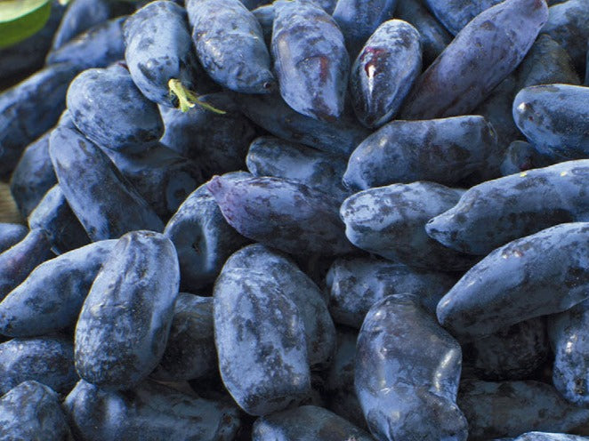 Haskap-Russian blueberry-2 hybrid plants