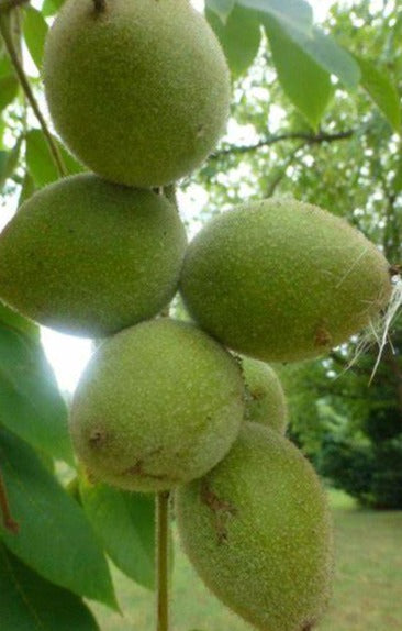 English Walnut -nut seeds