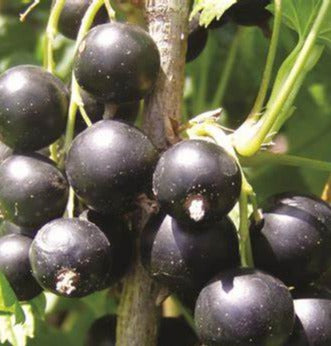 Black current-Hybrid X Josta-plant