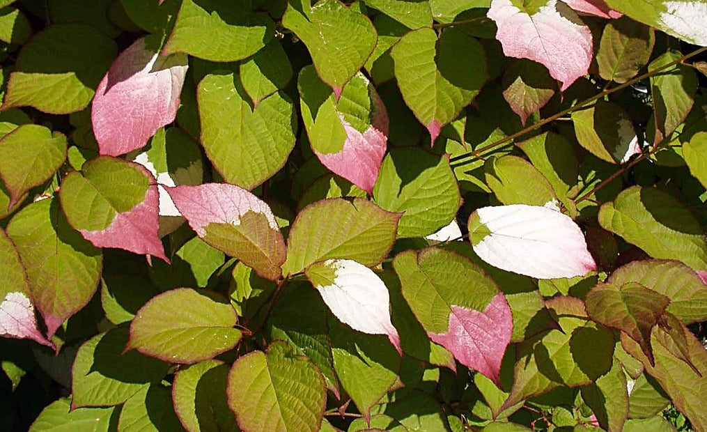Kiwi-Artic Beauty and Red Beauty-2 year old vines (2 plants)