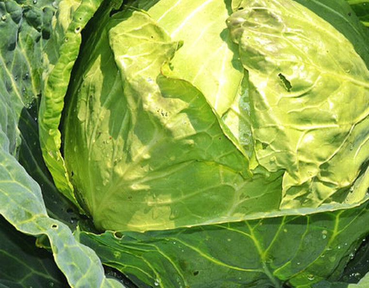 Cabbage-Late