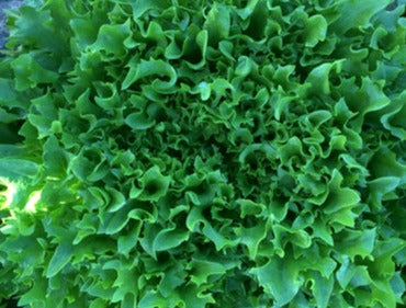Lettuce-Cut and come again (Pelleted)