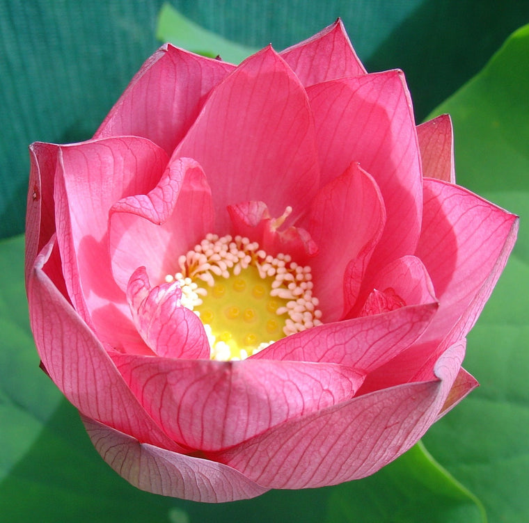 Lotus lily-Sacred-seeds