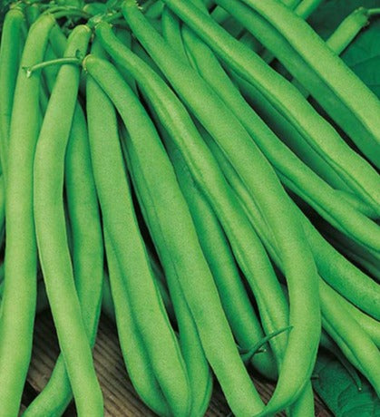Bush Bean-Maggie Green Filet (Organic)