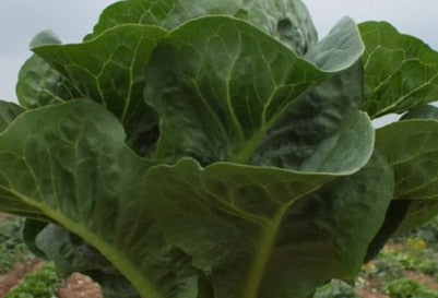 Lettuce-Mini Romaine (Pelleted)
