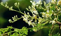 Moringa oleifera-seeds