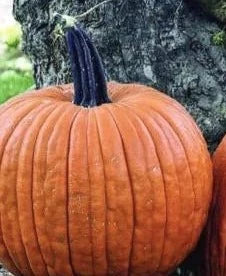 Pumpkin-Carvers Field Pumpkin (Organic)