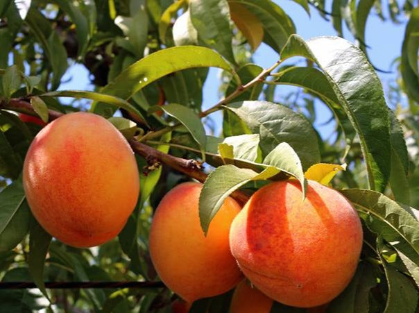 Peach-seeds