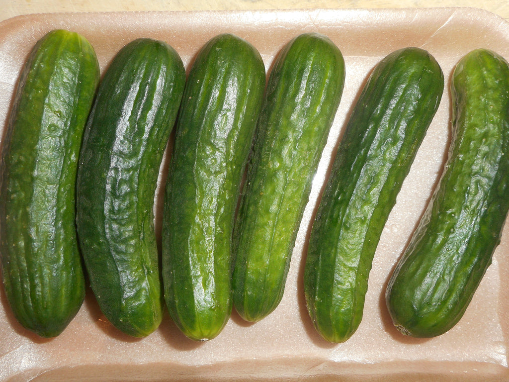 Cucumber-Maximus (Organic)