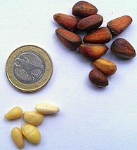 Pinenut tree-seeds