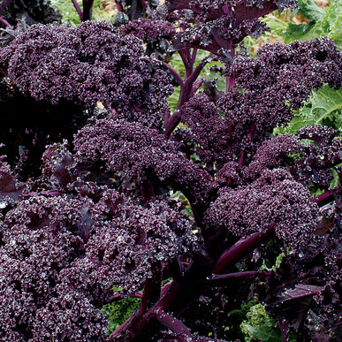 Kale-Dark Purple Siberian