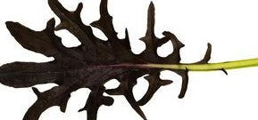 Kale-Purple Sawtooth