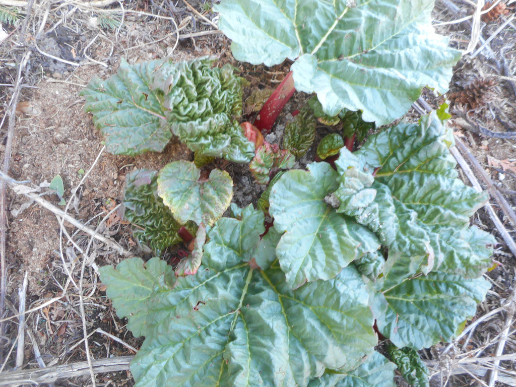 Rhubarb-German Wine-root