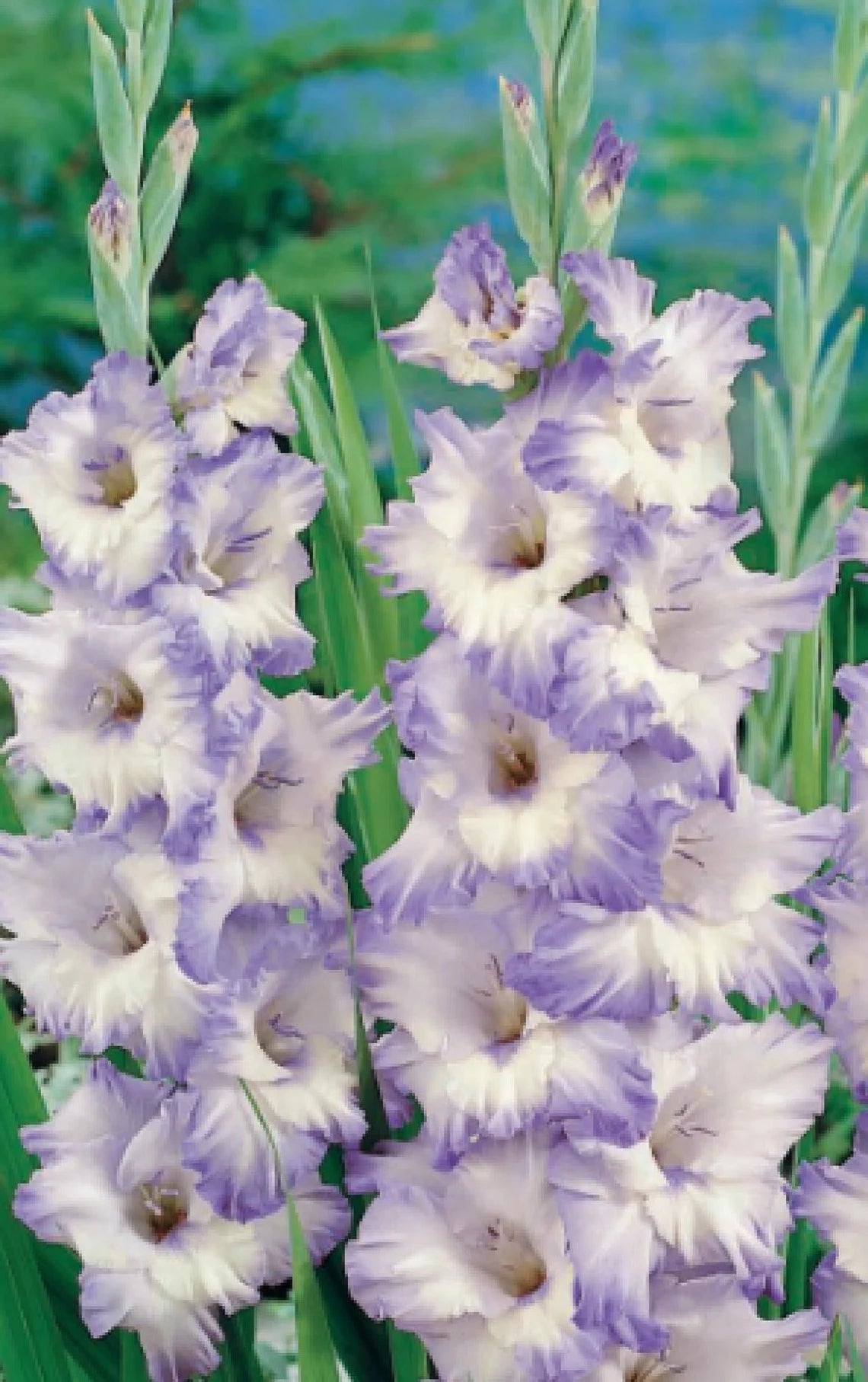 Gladiolus-Rippling waters novelty