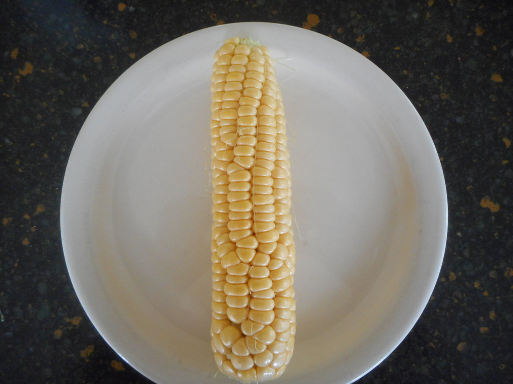 Corn-Honey Drip- sh2 open-pollinated (Organic)