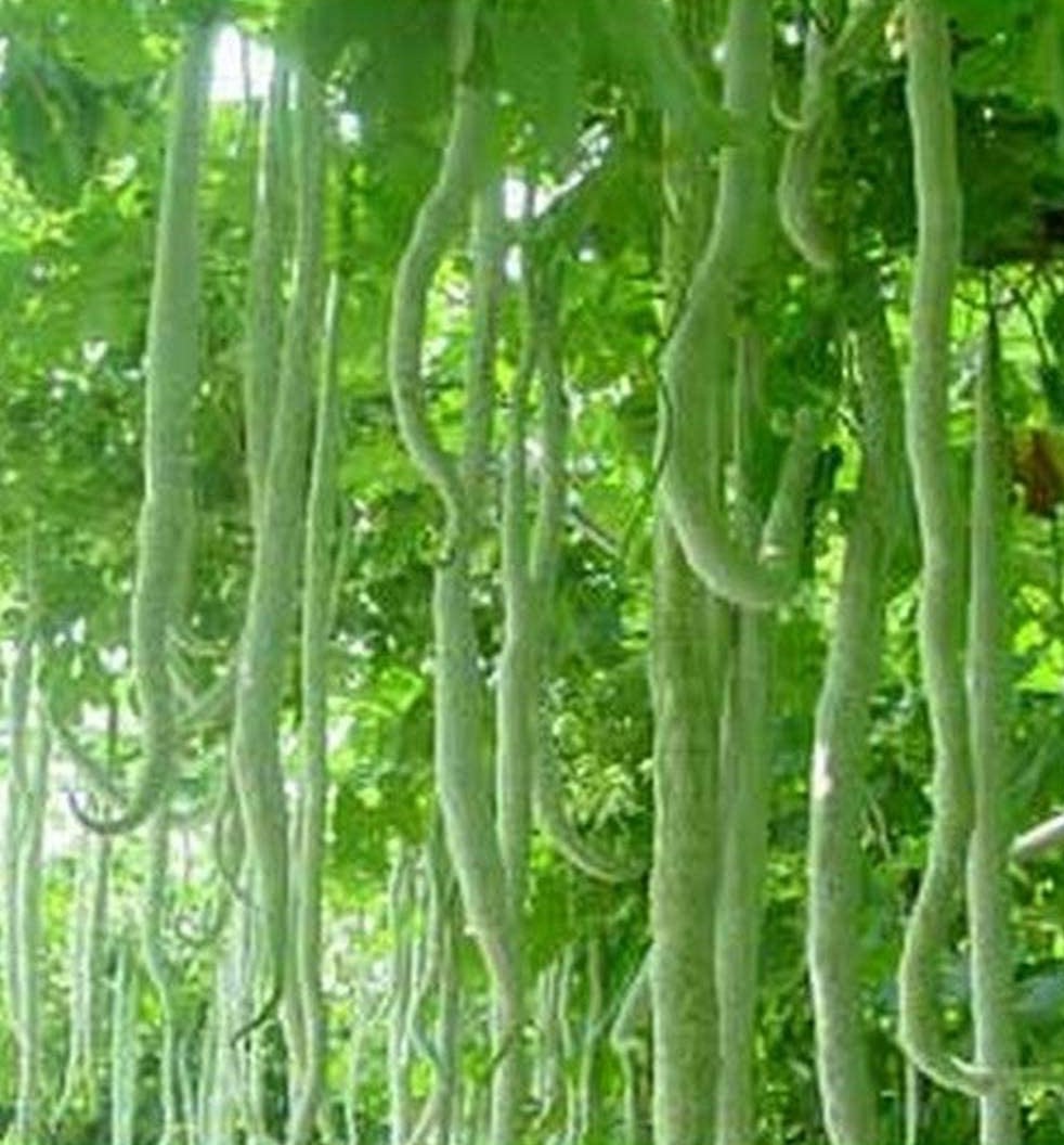 Bean Chinese Python Snake Bean Canadian Organic Seed Company Bean chinese python snake bean canadian organic seed company