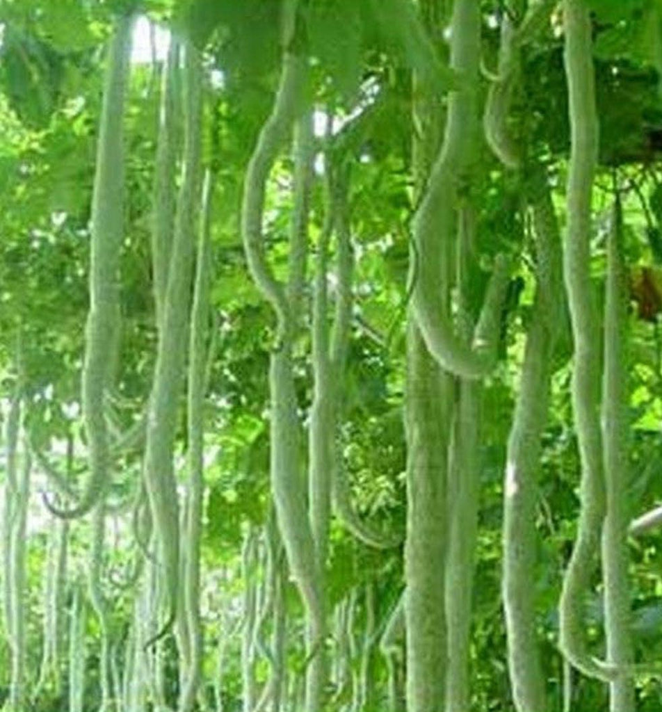 Bean Chinese Python Snake Bean Canadian Organic Seed Company Bean chinese python snake bean canadian organic seed company