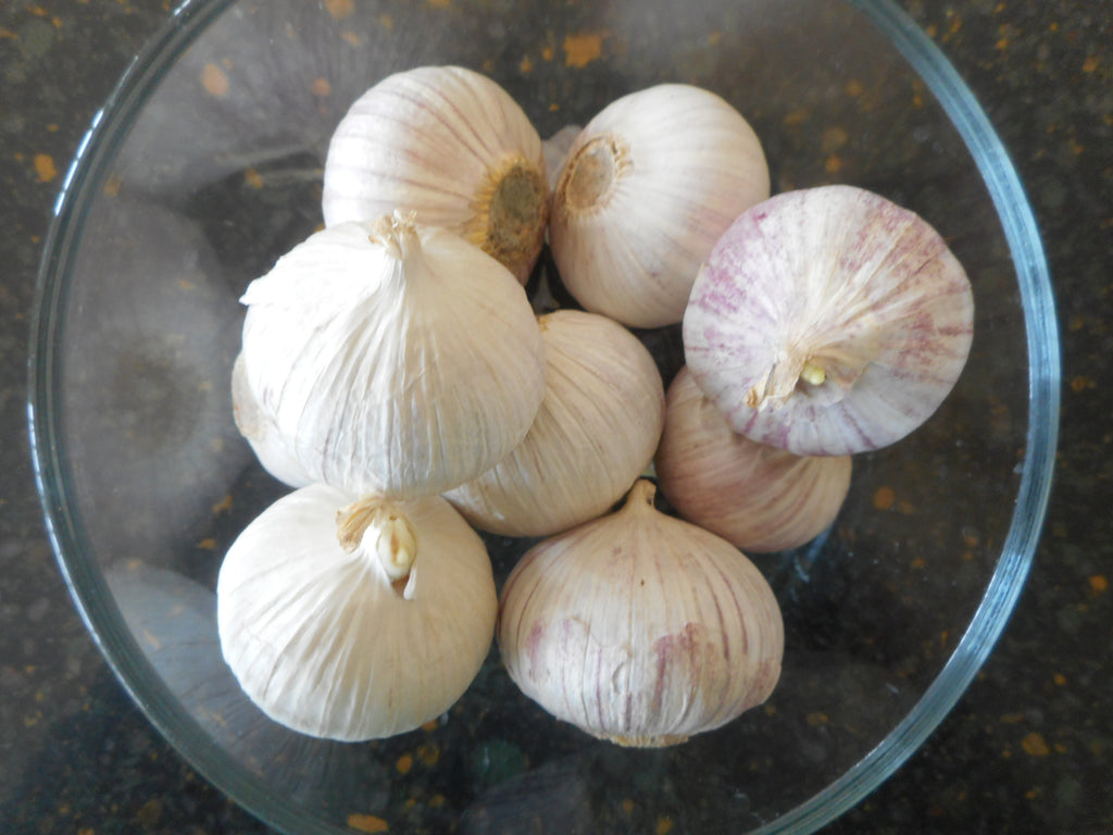 Garlic - Pearl (Organic)