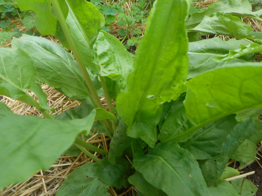 Sorrel-Large Leaf (Organic)