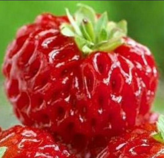 Strawberry-Raspberry-plant
