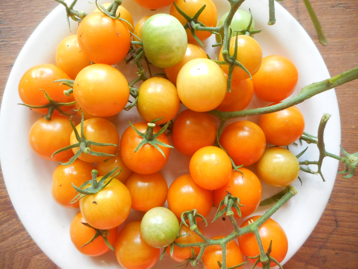 Tomato- Sweet Capeberry  (Organic)