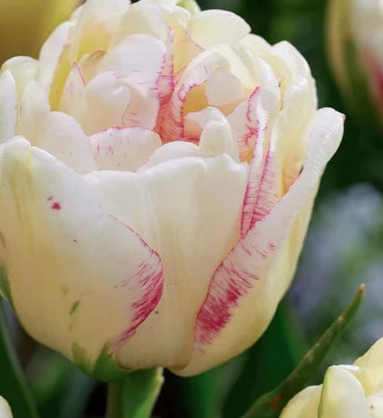 Tulip-Double Dolce