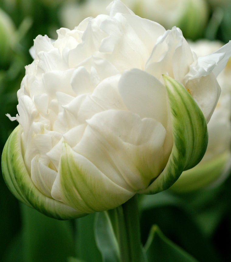 Tulip-Double White Wedding