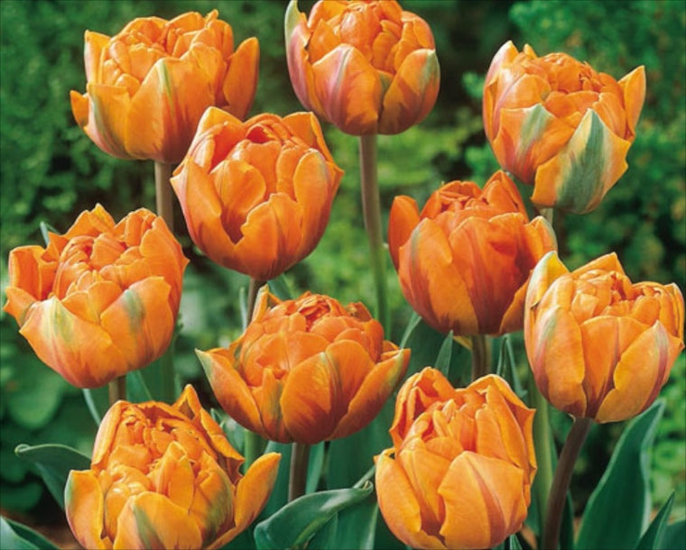 Tulip-Freeman (Orange double)