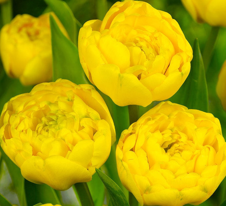 Tulip-Yellow Pomponette