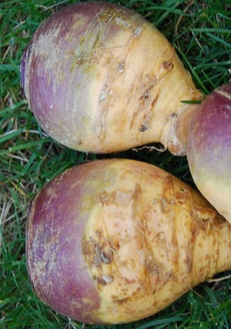 Turnip-Winter Rutabaga (Organic)