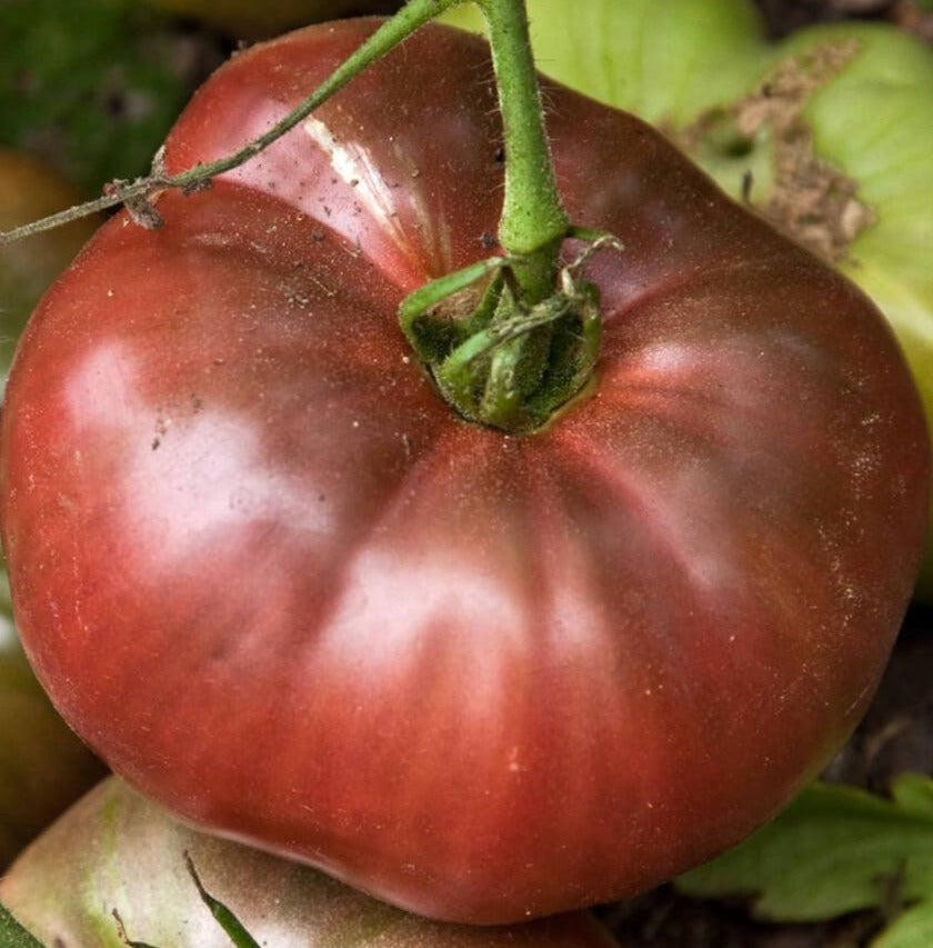 Tomato-Dark Vader (Organic)