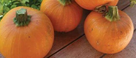 Pumpkin- Bee Little Pumpkin (Organic)
