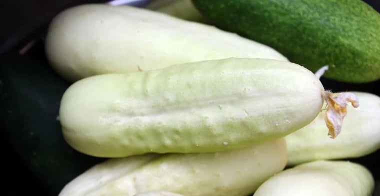 Cucumber-White Gem (Organic)