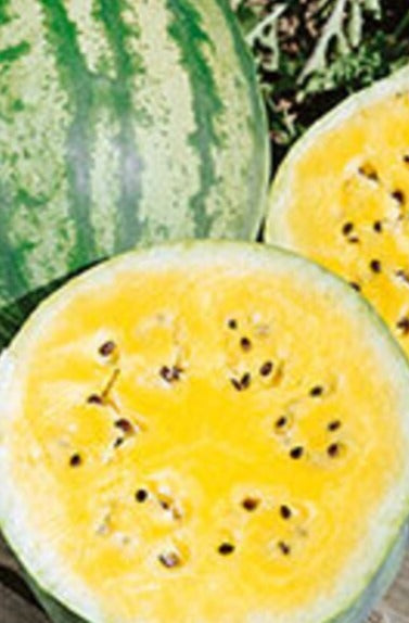 Watermelon-Yellow Icebox (Organic)